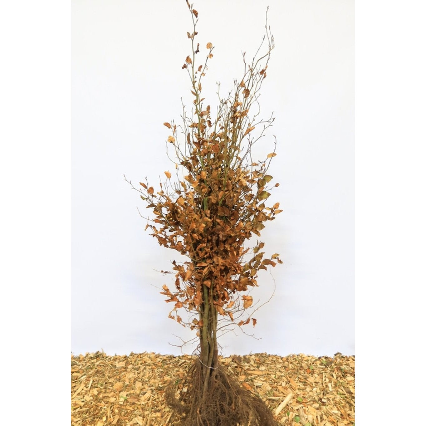Blodbok – Fagus sylvatica - 150-175 CM bare root 1/2
